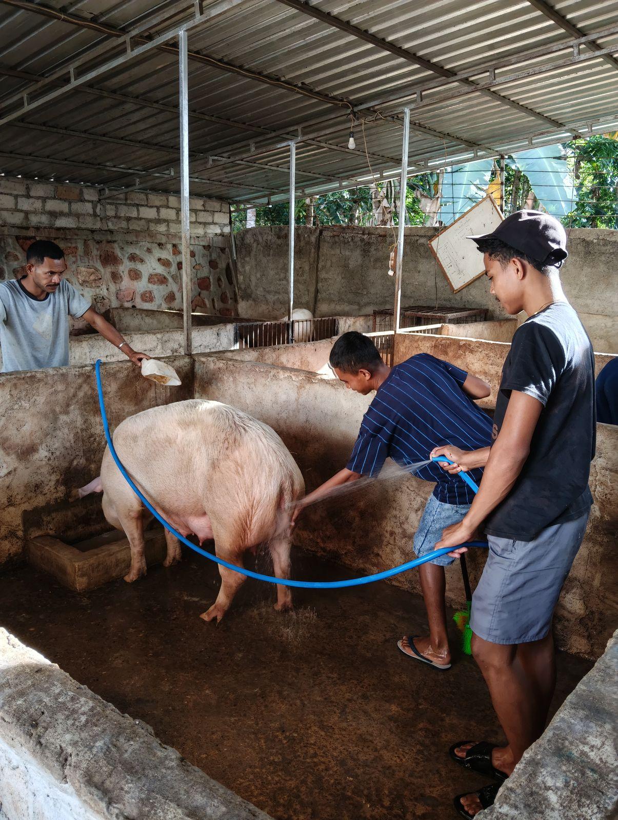 Memandikan babi di kandang