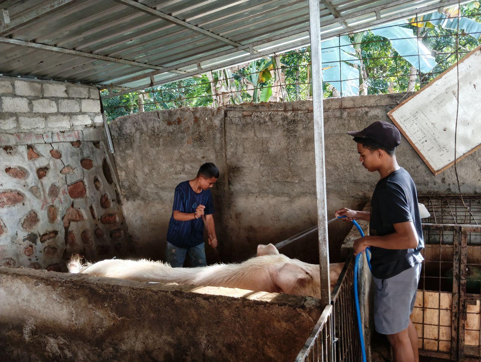 Membersihkan kandang babi