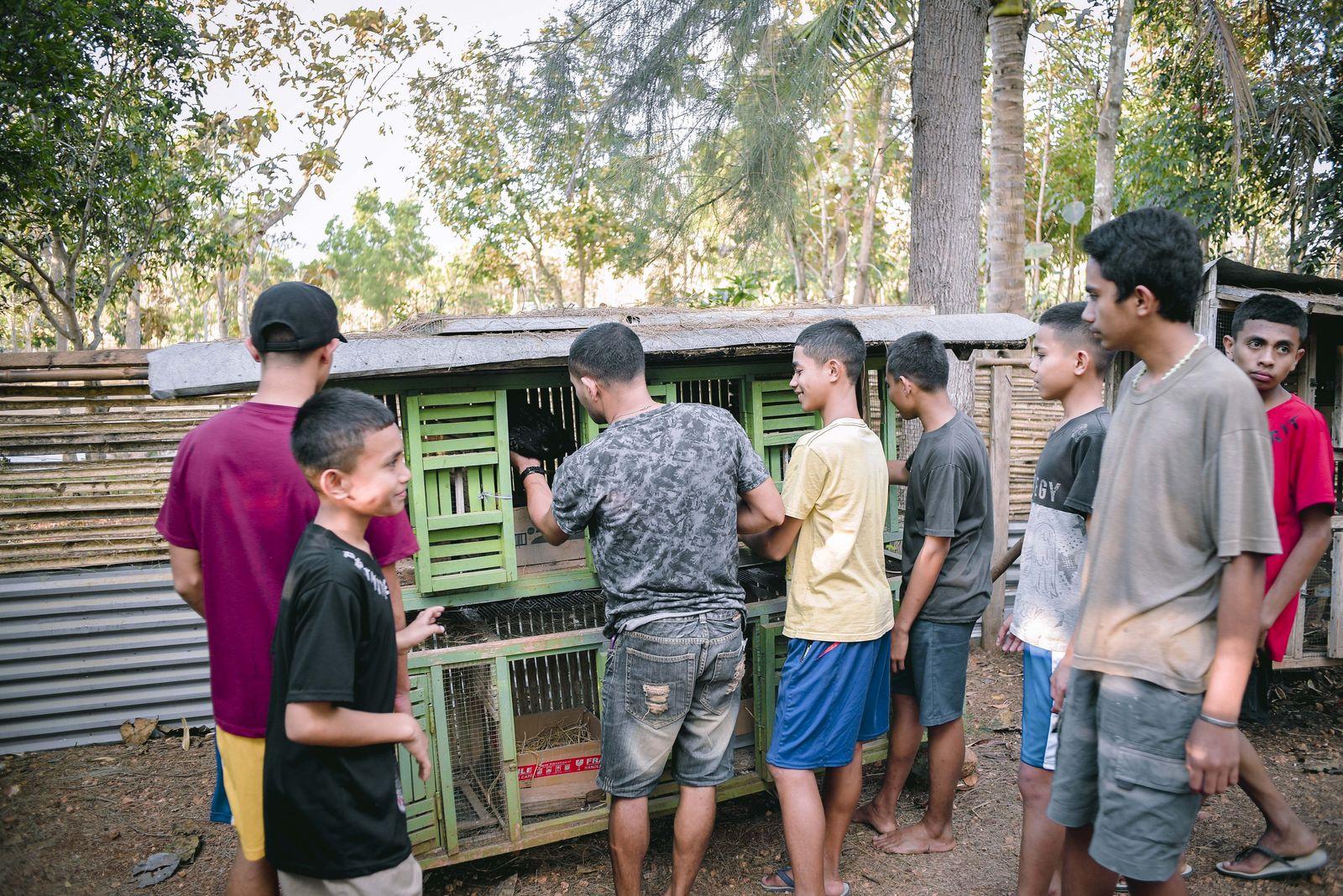Merawat ayam di kandang