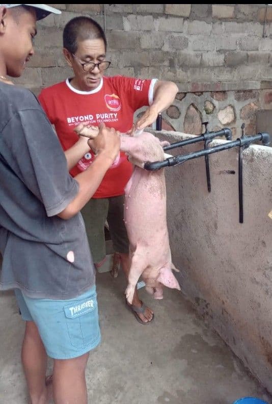 Belajar merawat anak babi bersama pendamping